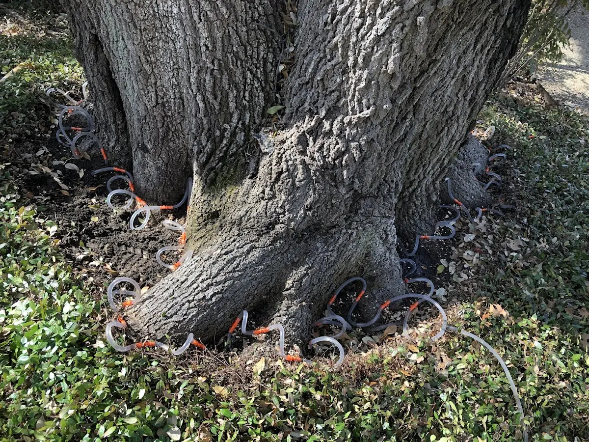 Detailed Tree Cabling and Bracing job site in Arrey