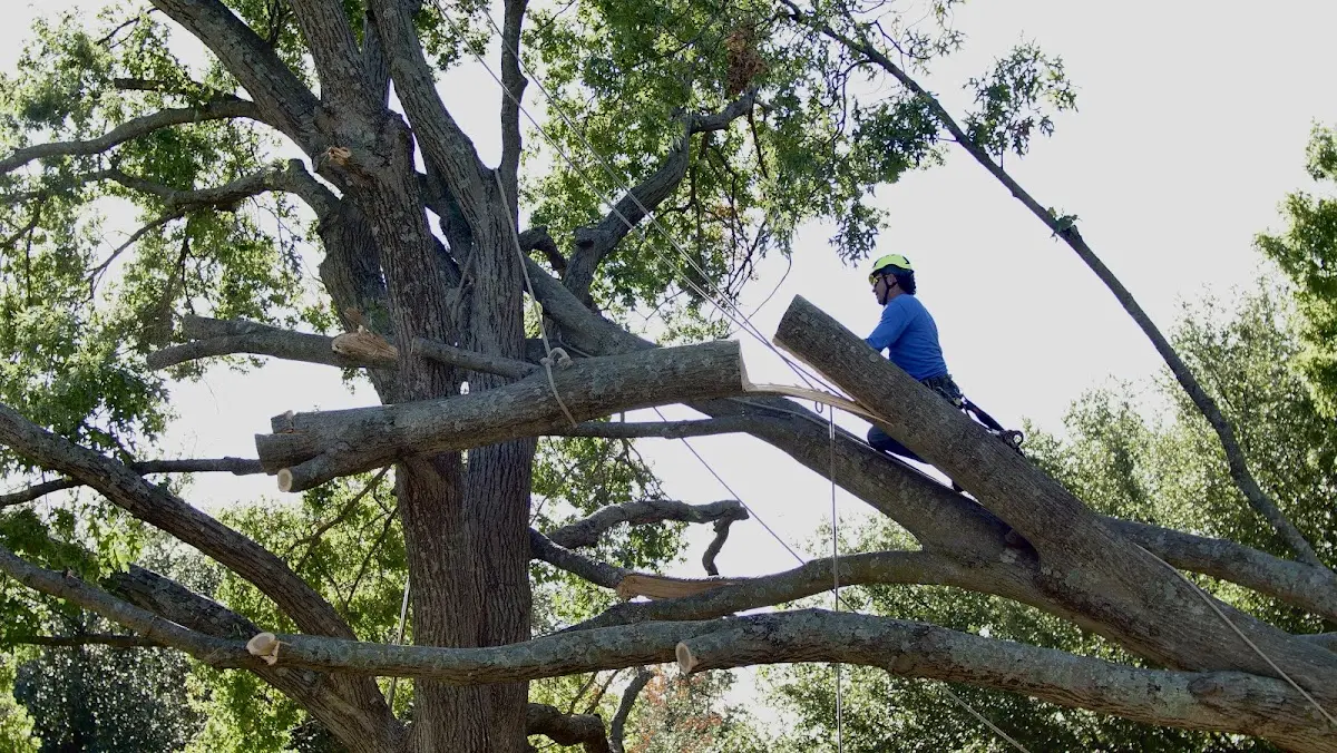 Professional Hazardous Tree Removal performed by certified arborists in Arrey