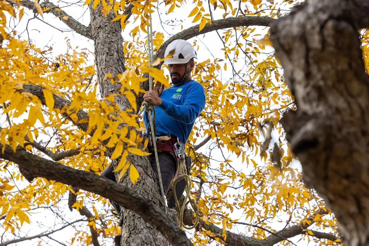 Skilled Storm Damage Cleanup crew working in Arrey
