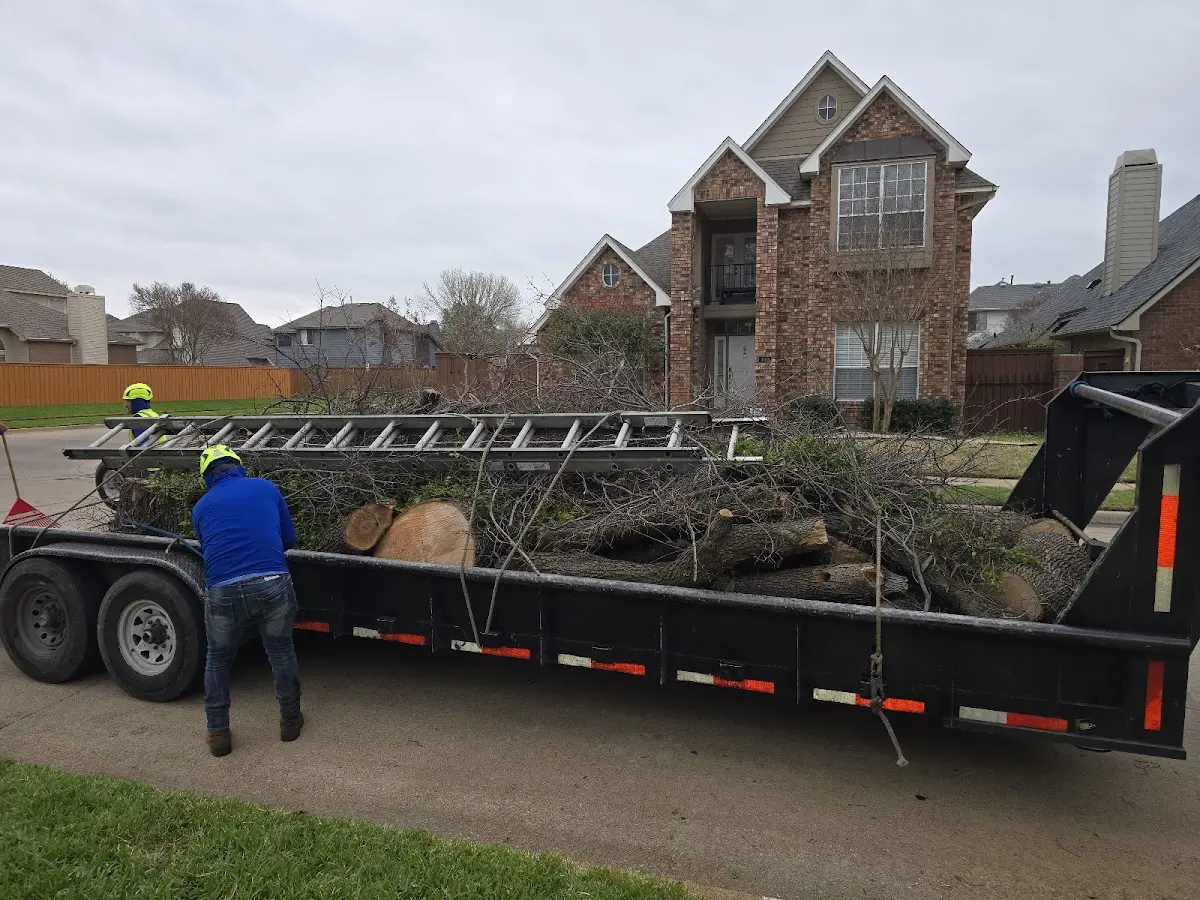 Expert Tree Removal with proper safety equipment in Arrey